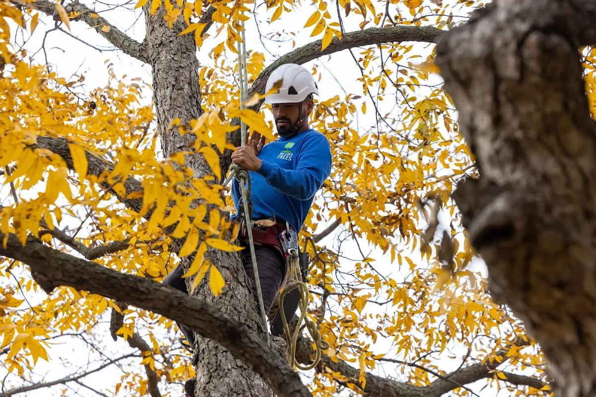 Skilled Tree Planting crew working in Henderson